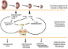  Alteraciones de los parámetros bioquímicos en la progresión de la enfermedad renal crónica (ERC)