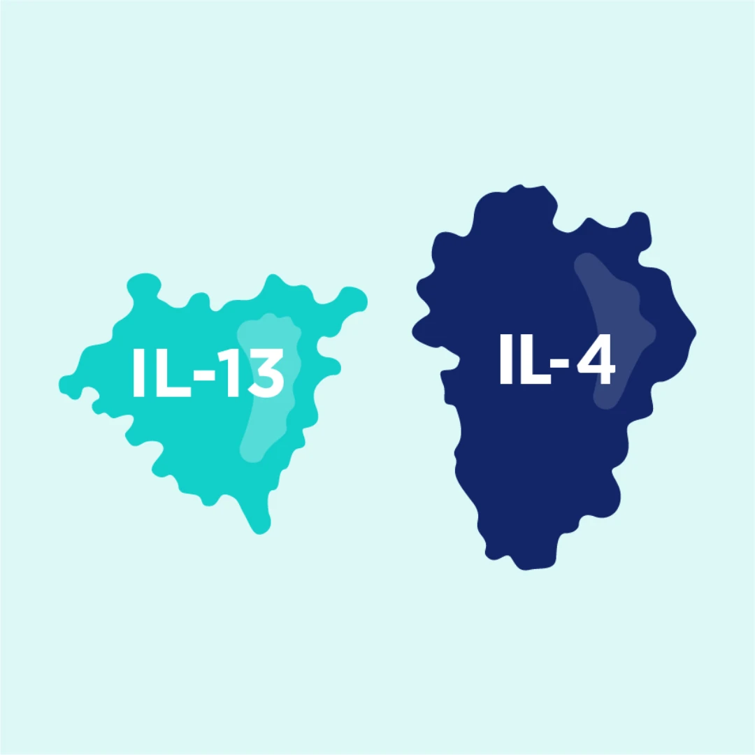 IL-13_IL-4