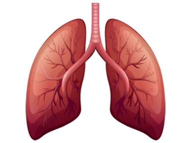 Feno är en stark prediktor för exacerbationer 1-*2