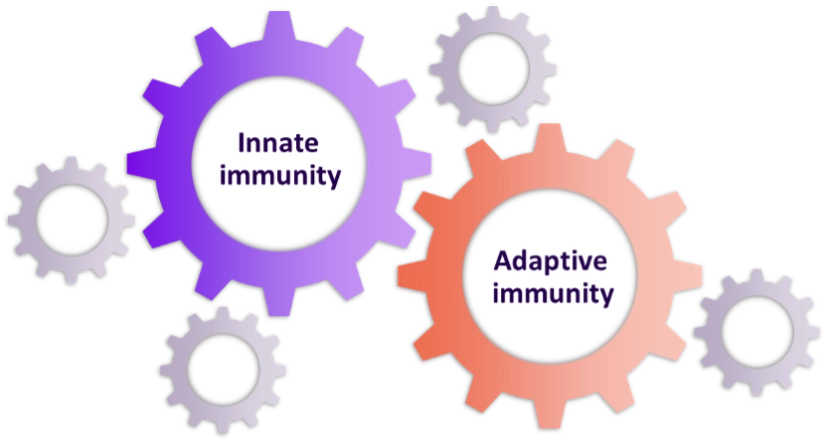 Interplay between the innate and adaptive immunity