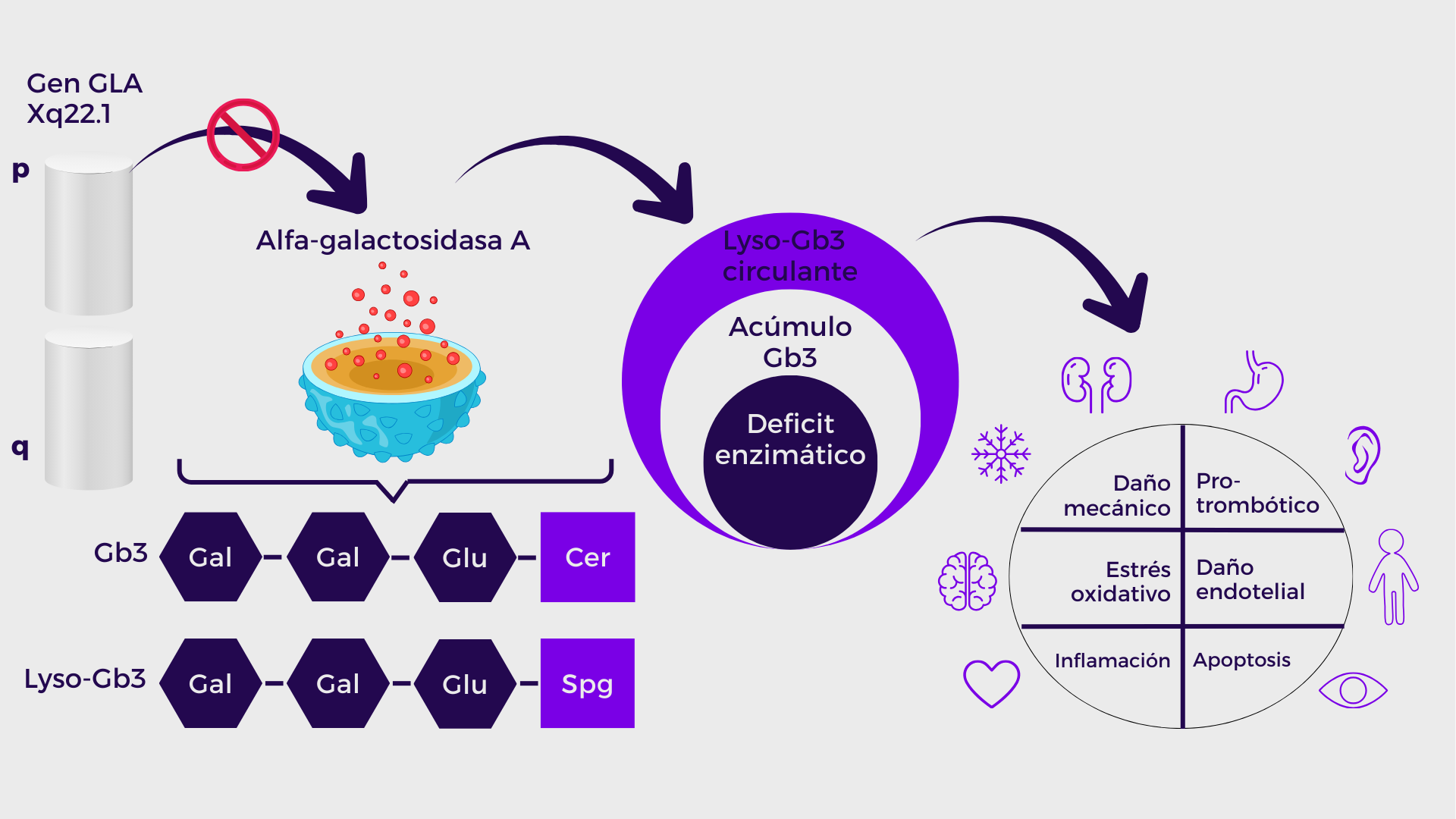 Efectos de la enfermedad de Fabry en el organismo