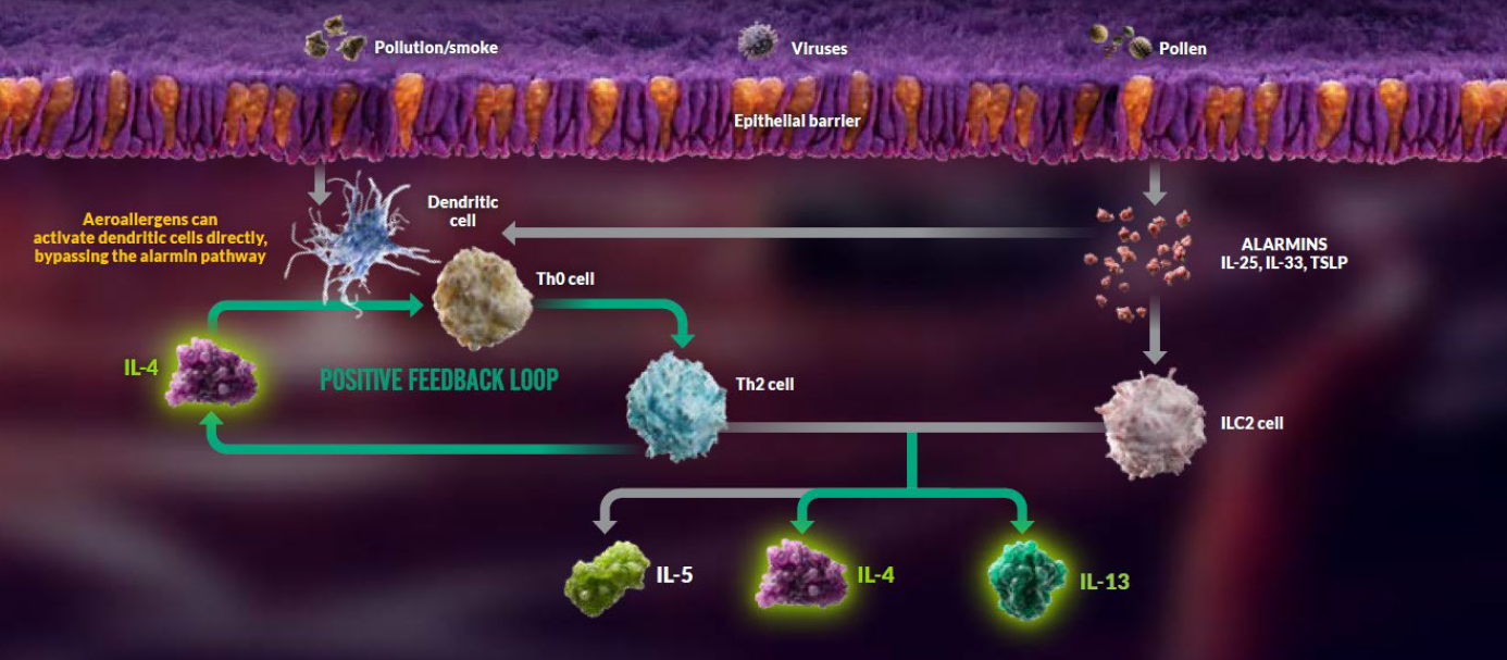 type2-inflammation-pathway