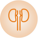 Kidney_Icon