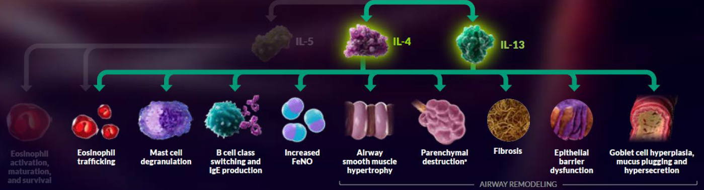 type2-cytokines