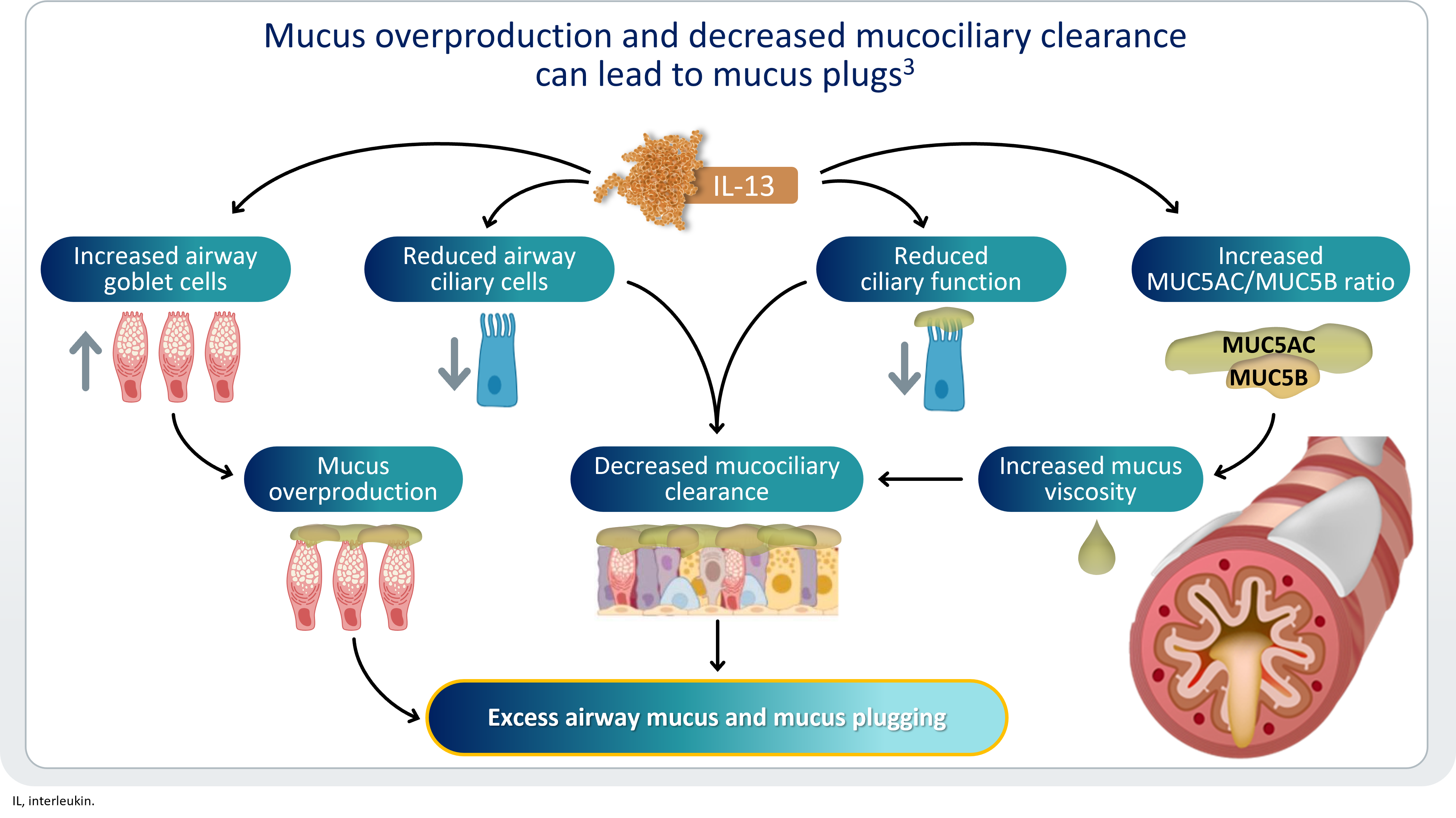 IL13 responsible for mucus overproduction
